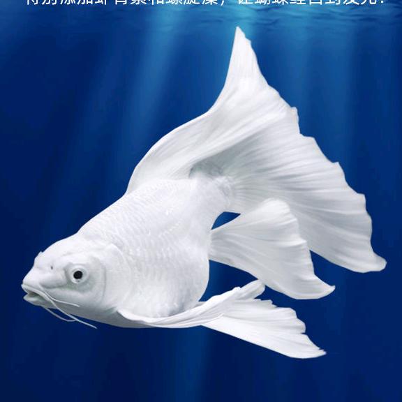 老古水族