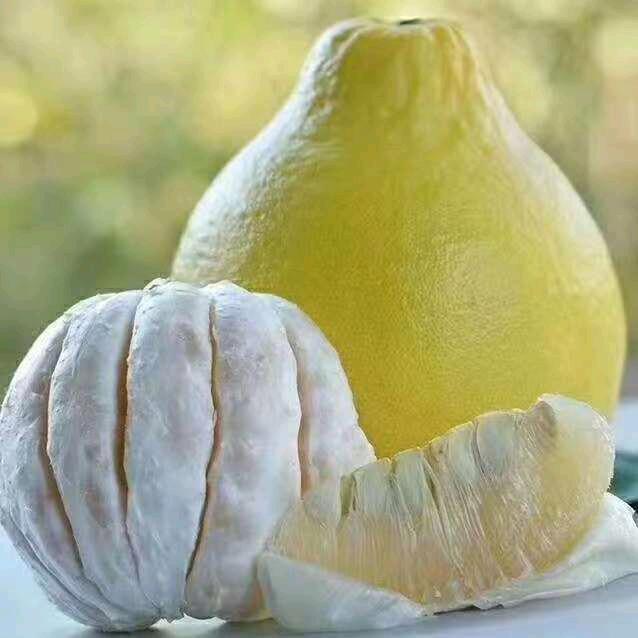 容县柚子精选