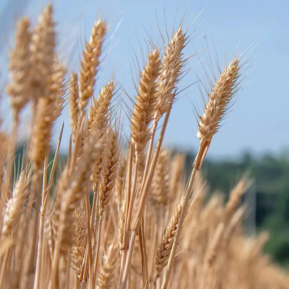 粮田麦香农产品