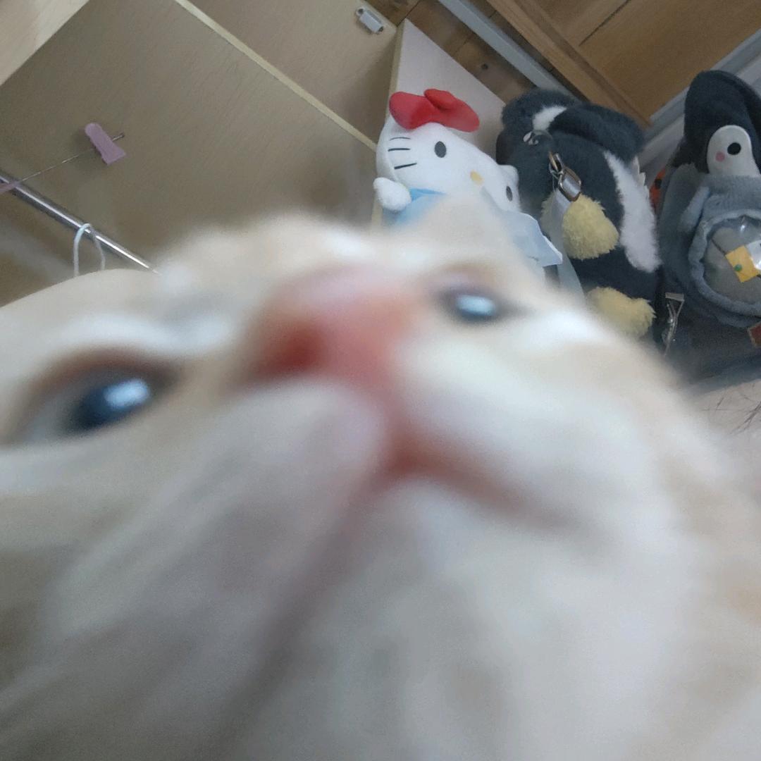 我是柚柚是我