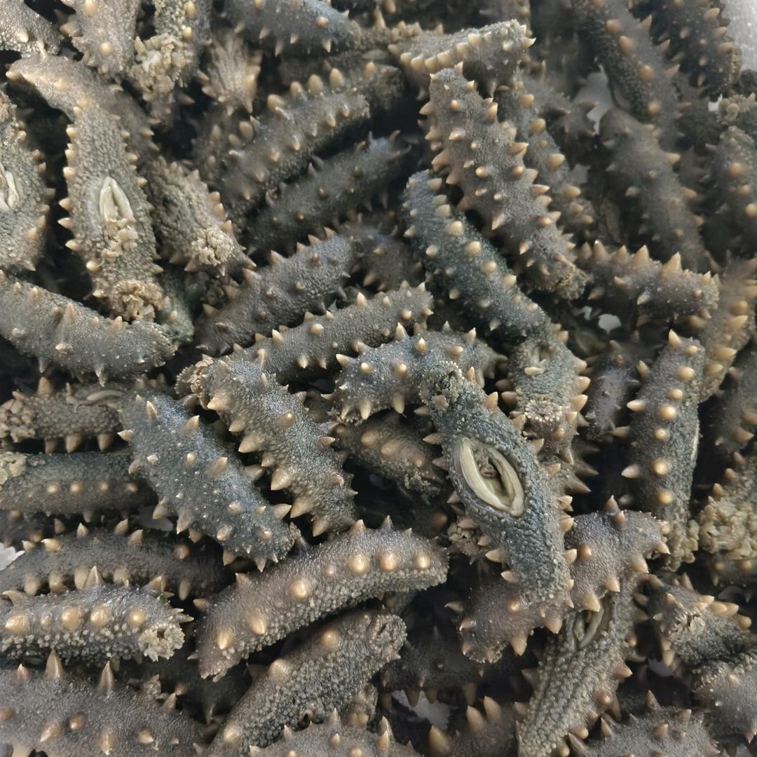 浪浪岛长海县野生海参