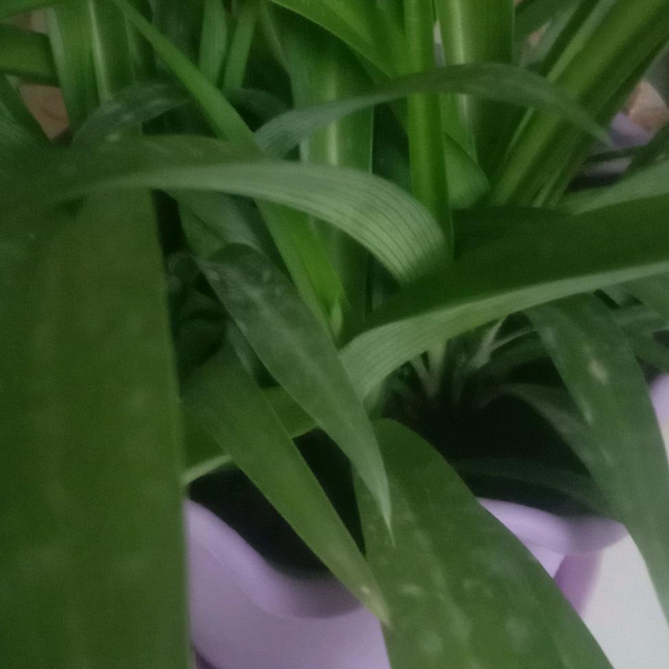 手机用户