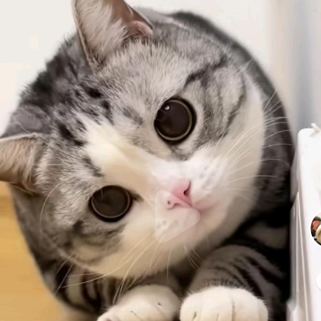 魅影