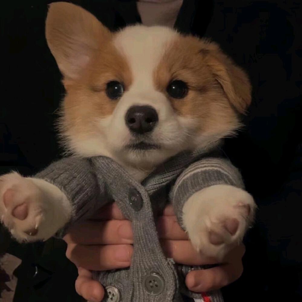 🌈我的橘猫十斤