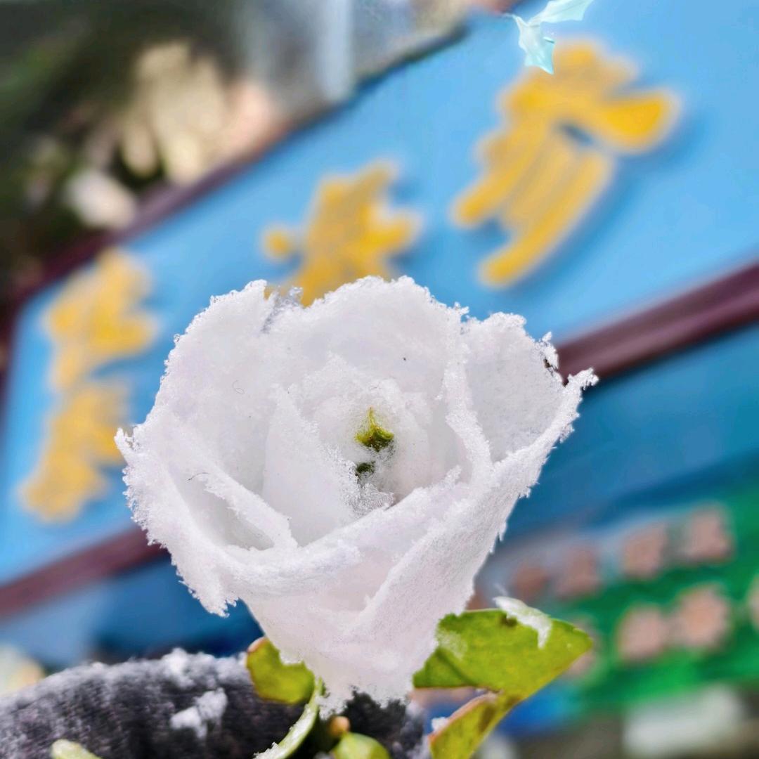 青岛嘉泰海参严选