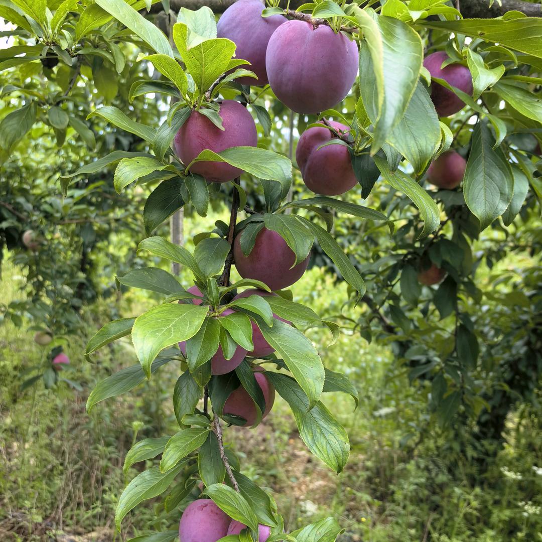 桃花岛田垭李子园
