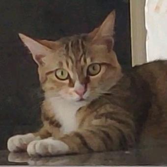 大猫小猫