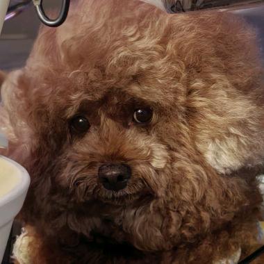 又怎么啦大小姐