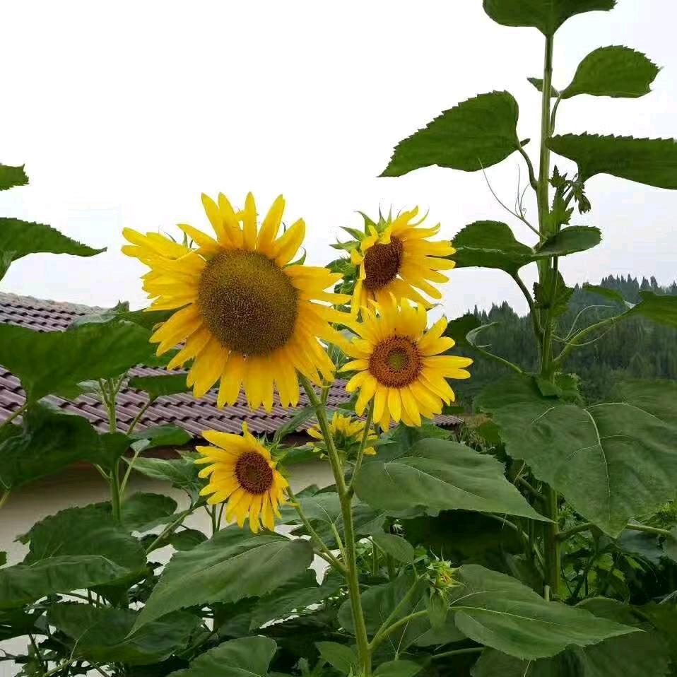 壹晨阳光