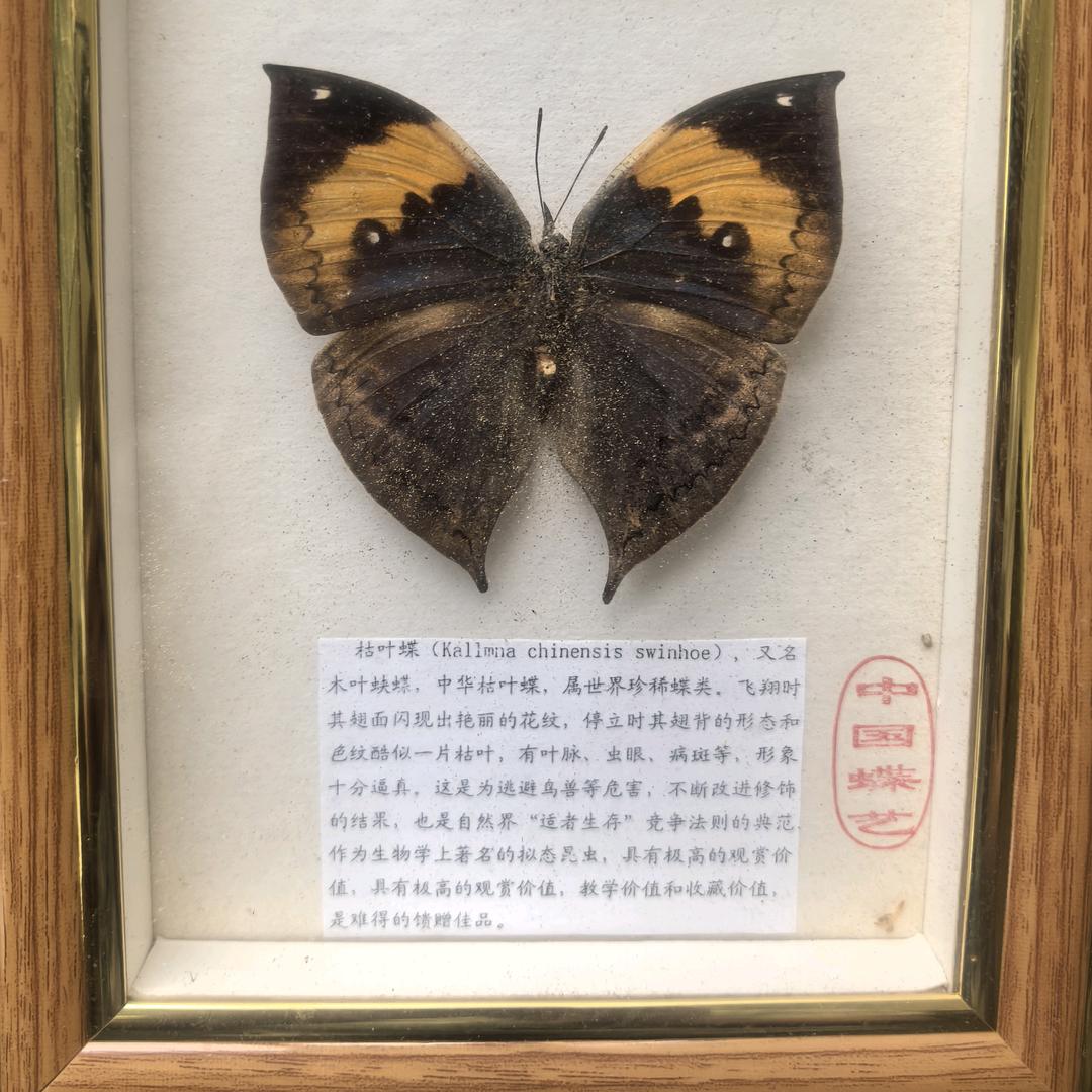 破茧