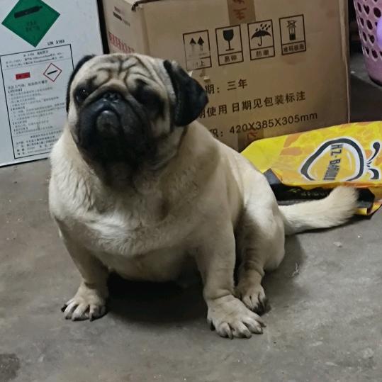 社会人