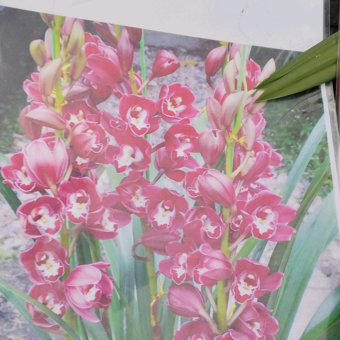 家中有一个好老婆