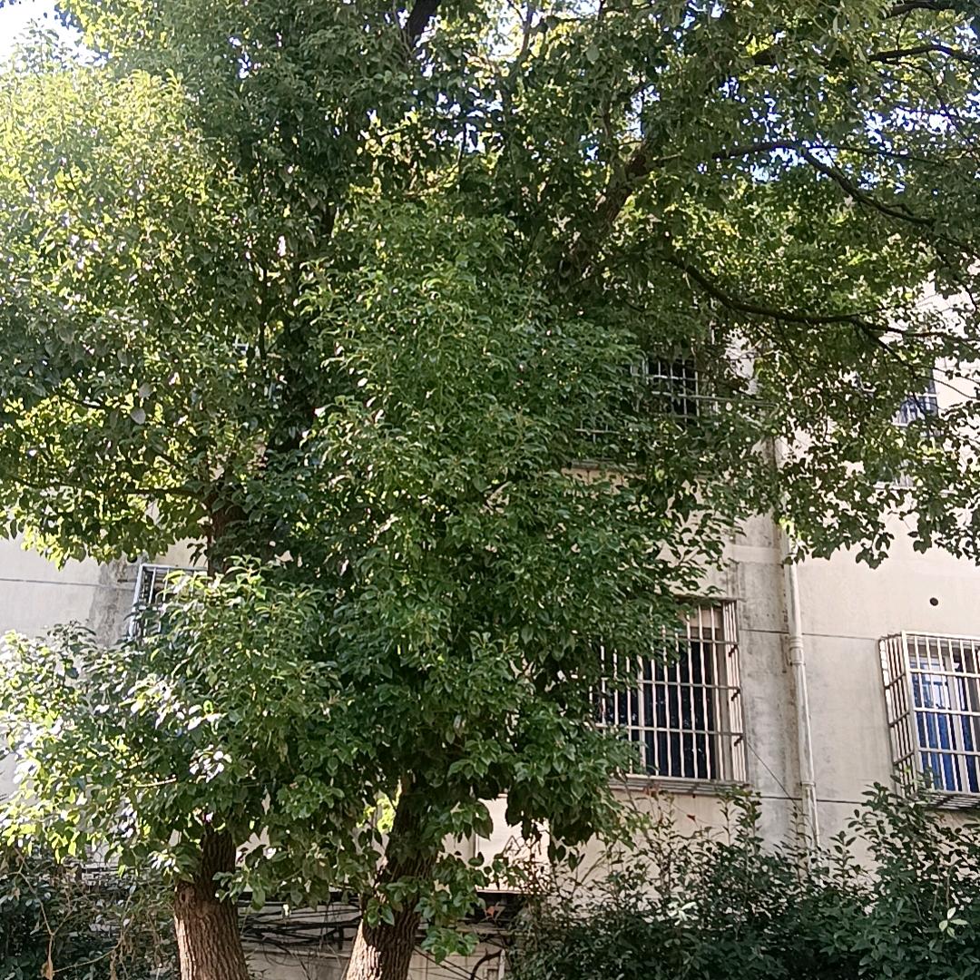 哥只是一个过客