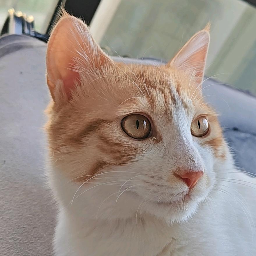 🌸🌸小圆宝🌸🌸