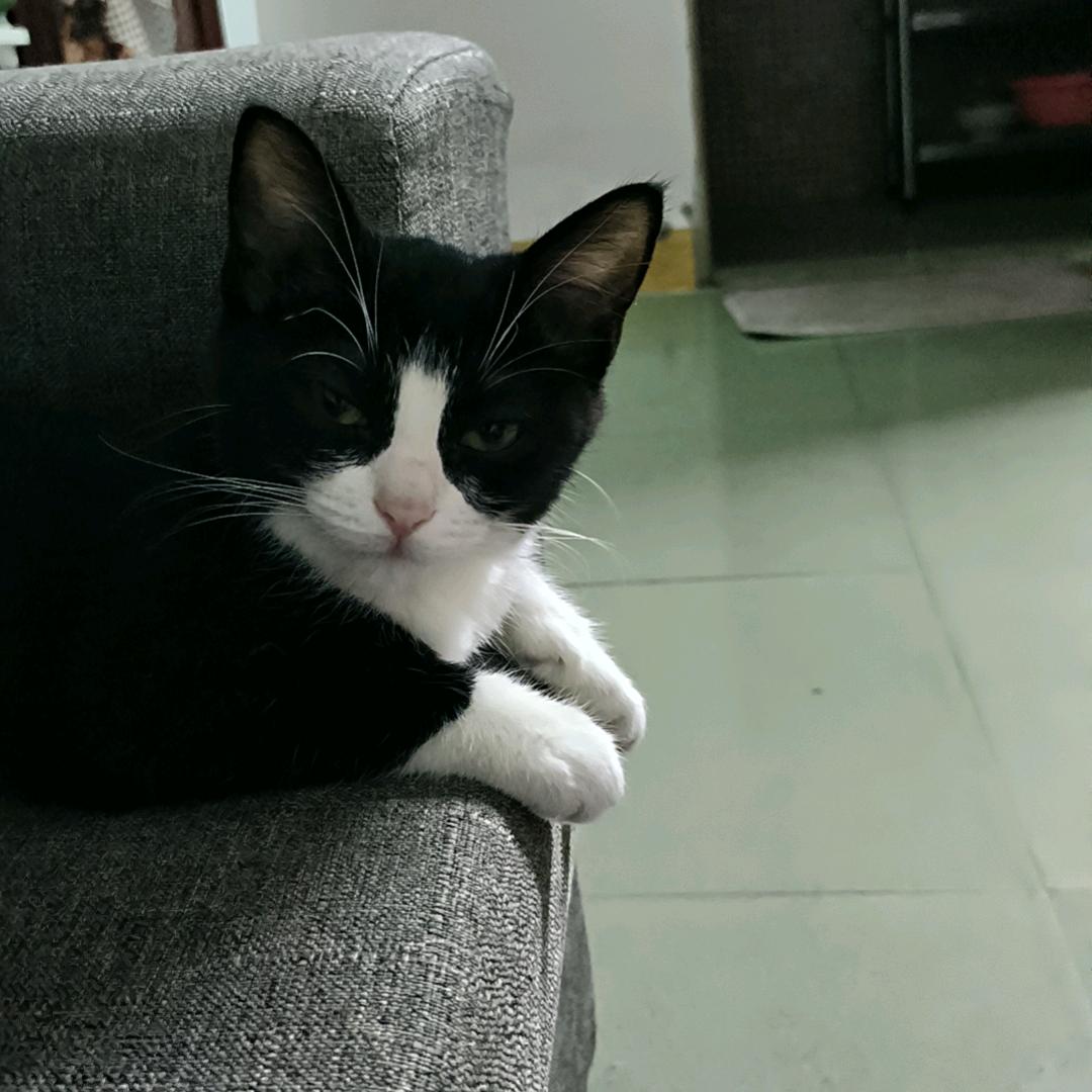 鬼迷日眼的