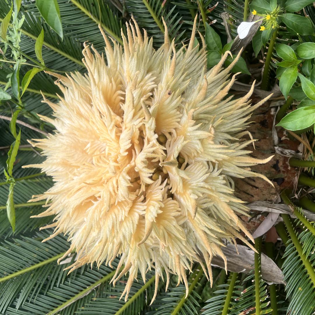 喜言恍广果树苗木专卖店