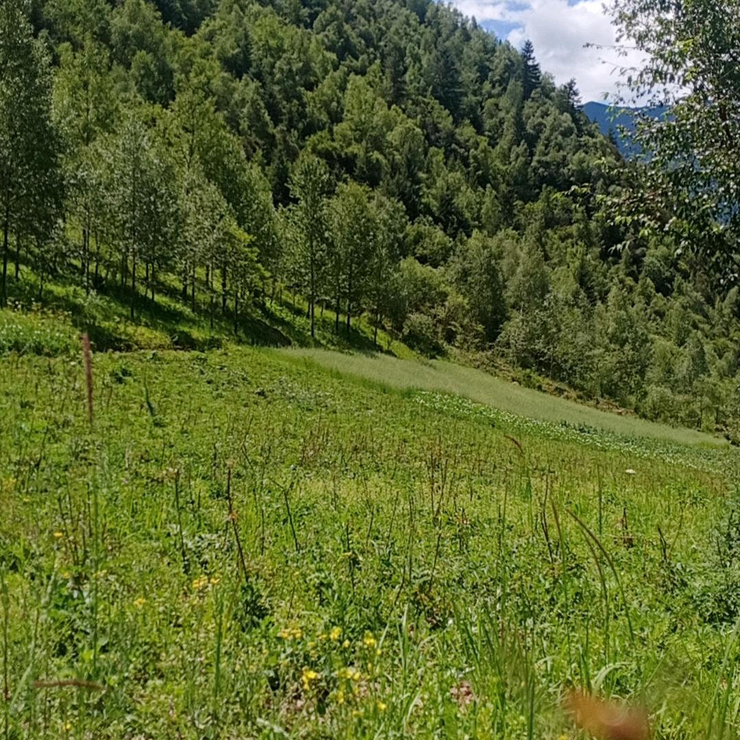 闪烁的高原学者