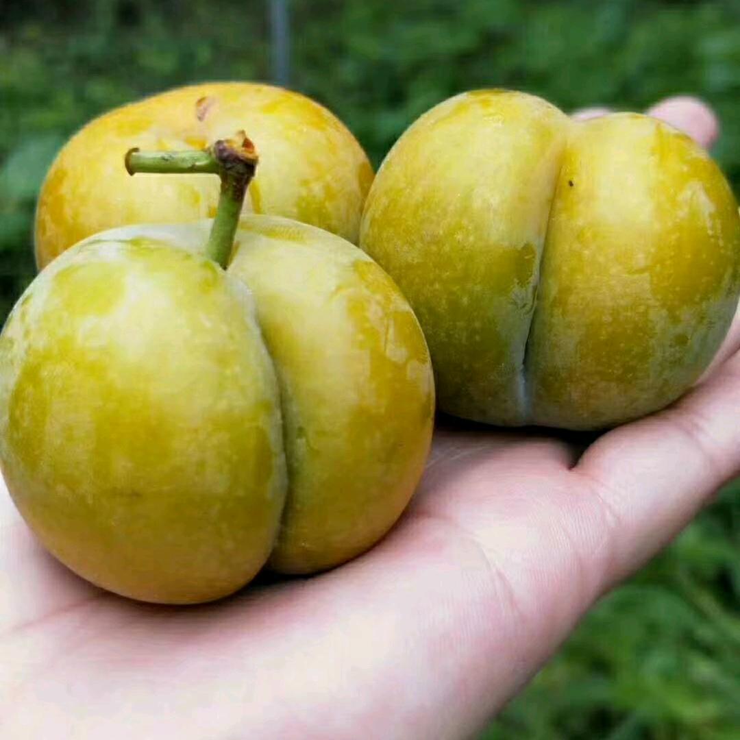 郑坤果树苗木专营店