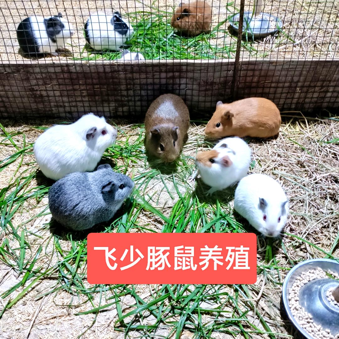 京山飞少豚鼠养殖