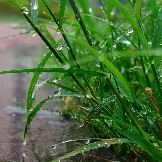 不经历风雨再能见彩虹（洛川电工）