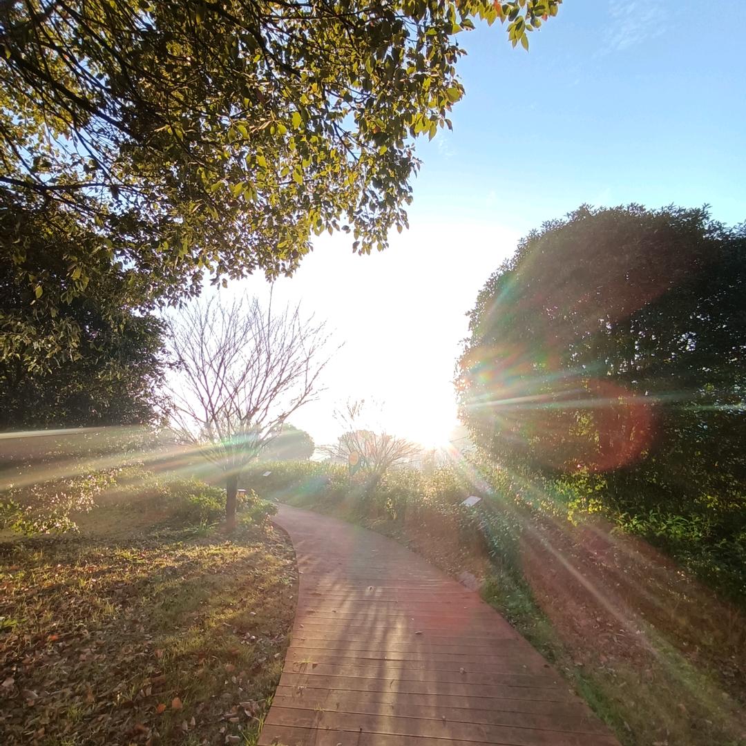 岸上行走的鱼🐠