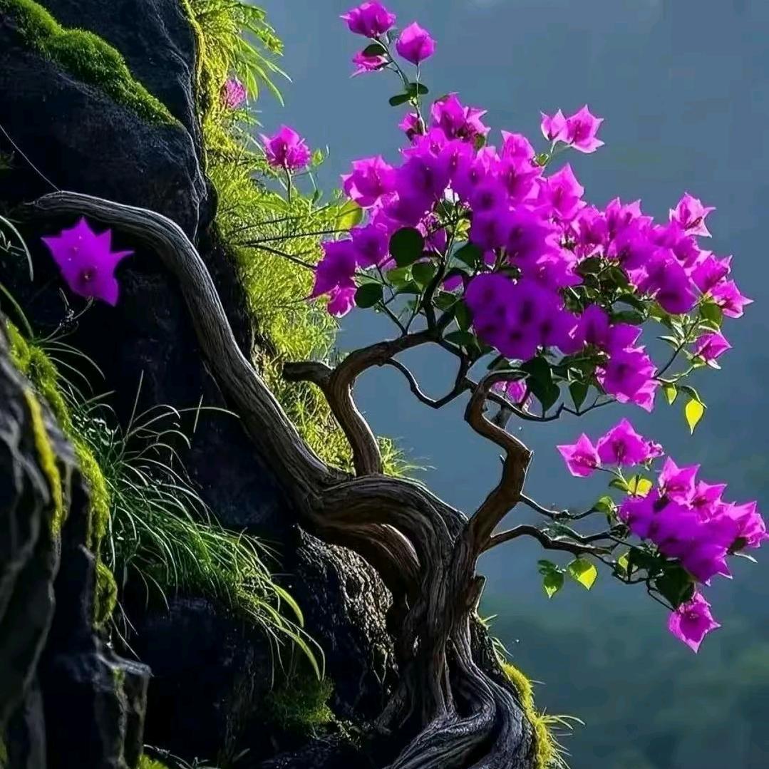 菊姐