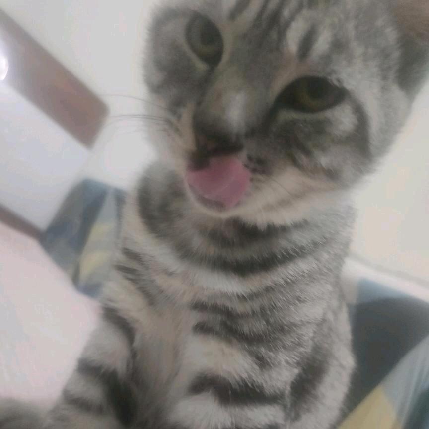 丧飚是只猫