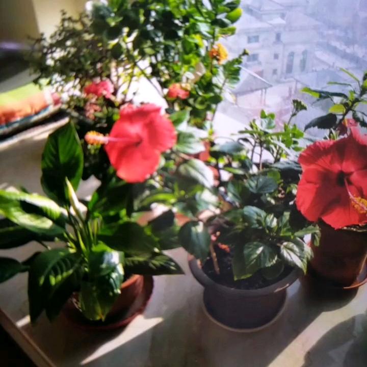 牡丹花英姐