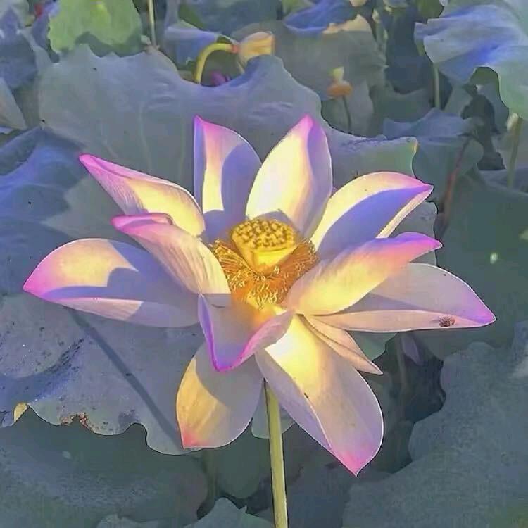 王鑫文