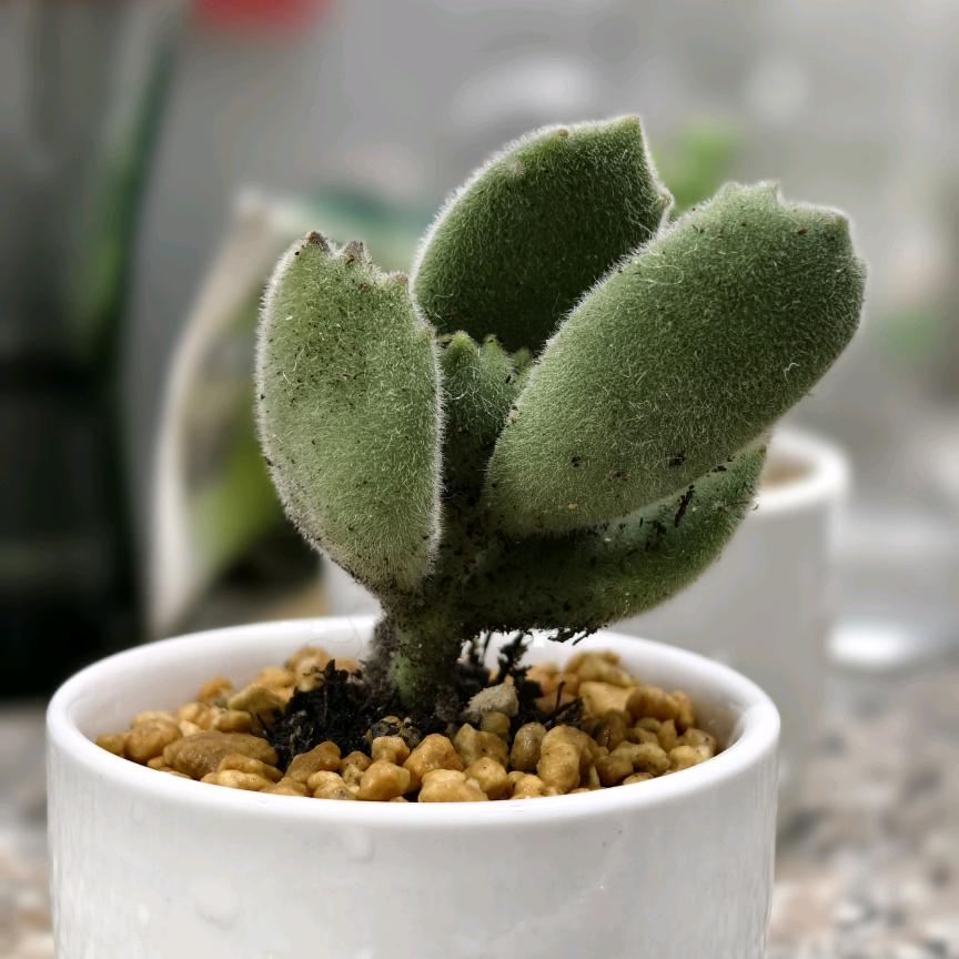 AA建材批发隆哥