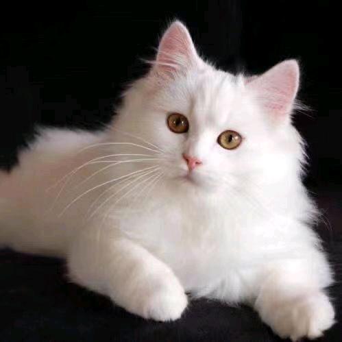 爷爷家小猫