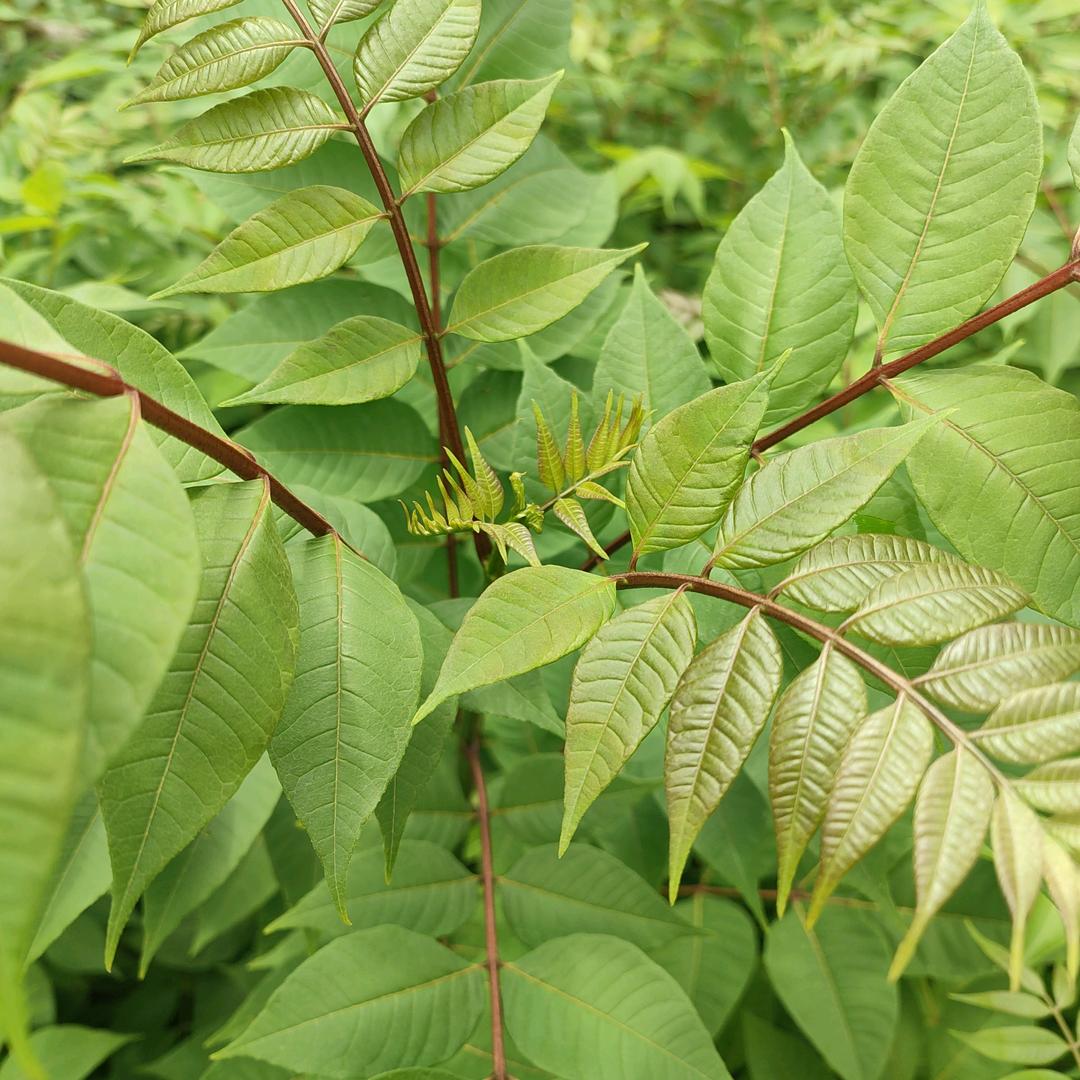 吴老师苗木种子山货严选