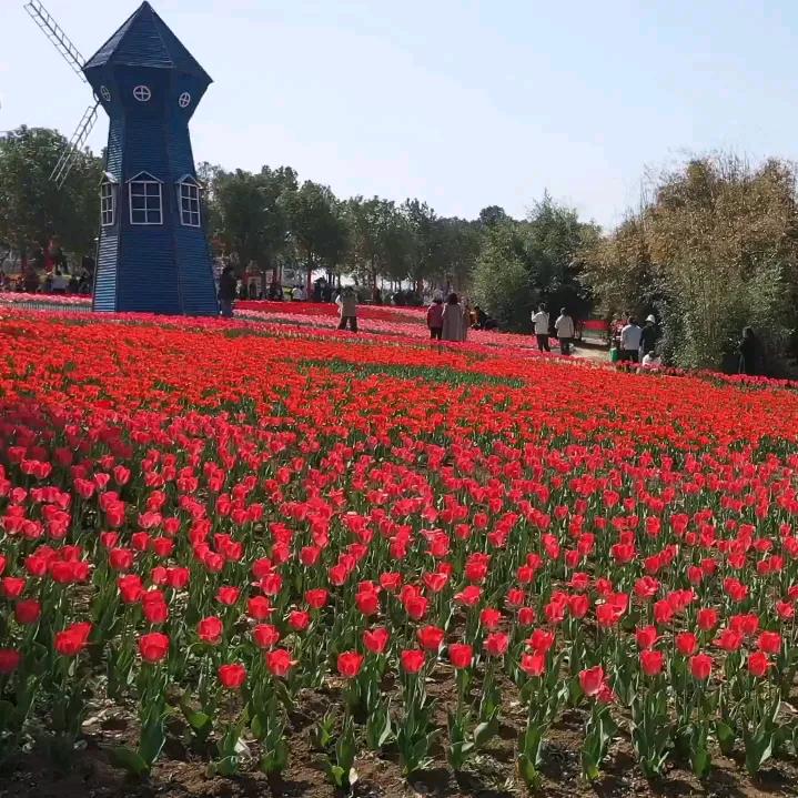 彼岸远方