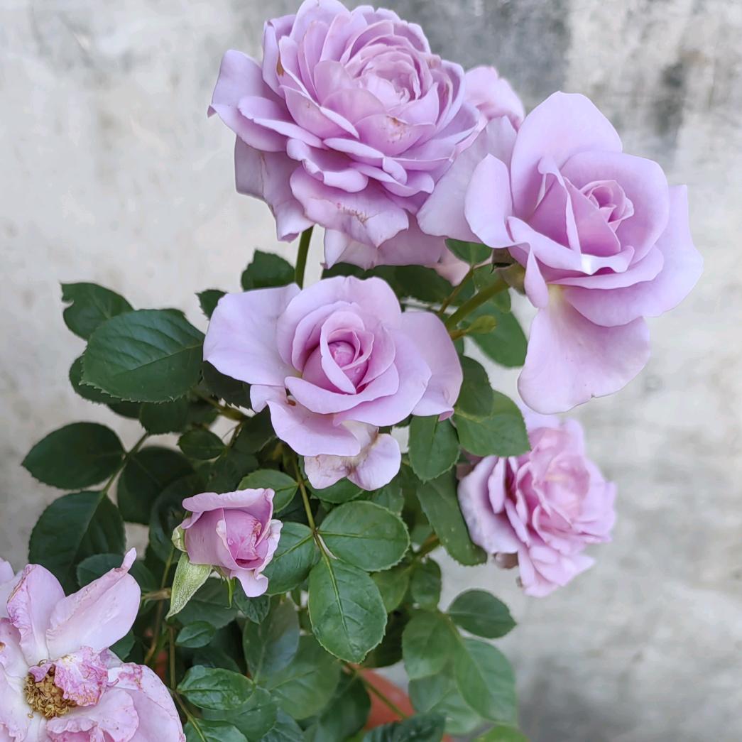 🥀᭄人生如戏꧔ꦿᩚ亦如梦💕