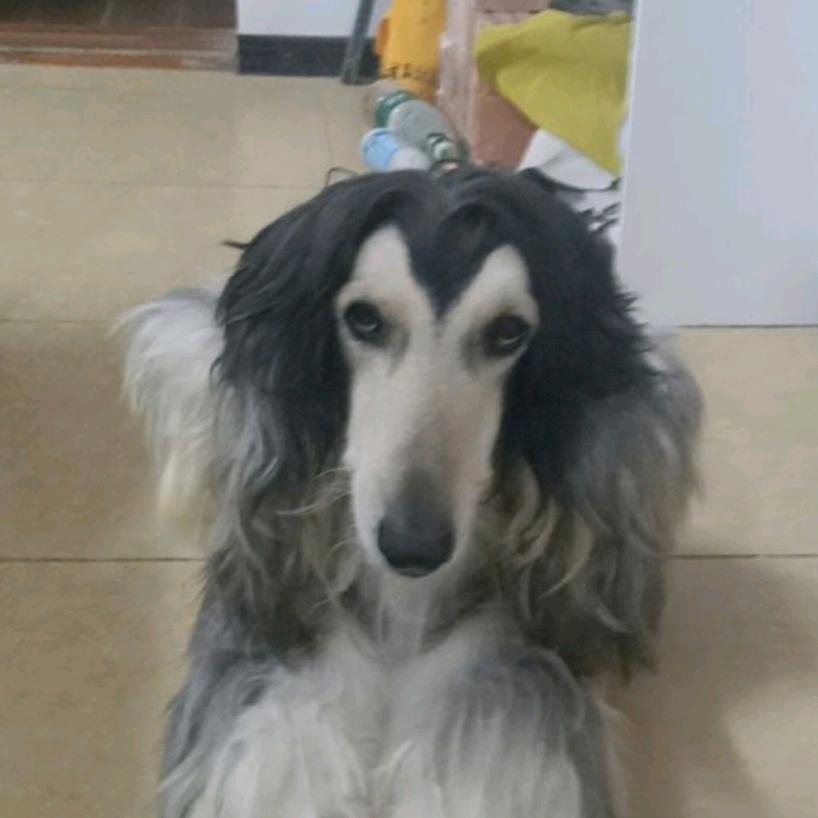 游走的学区房