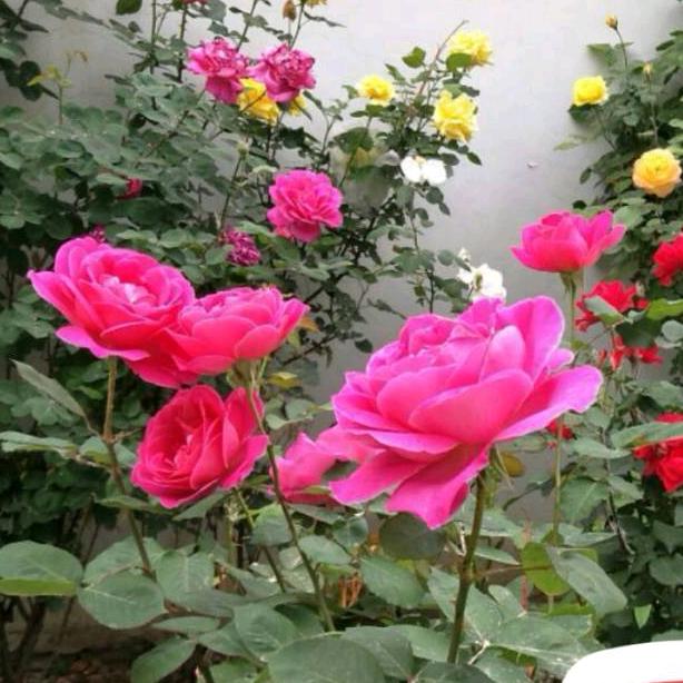 达飞运国际物流