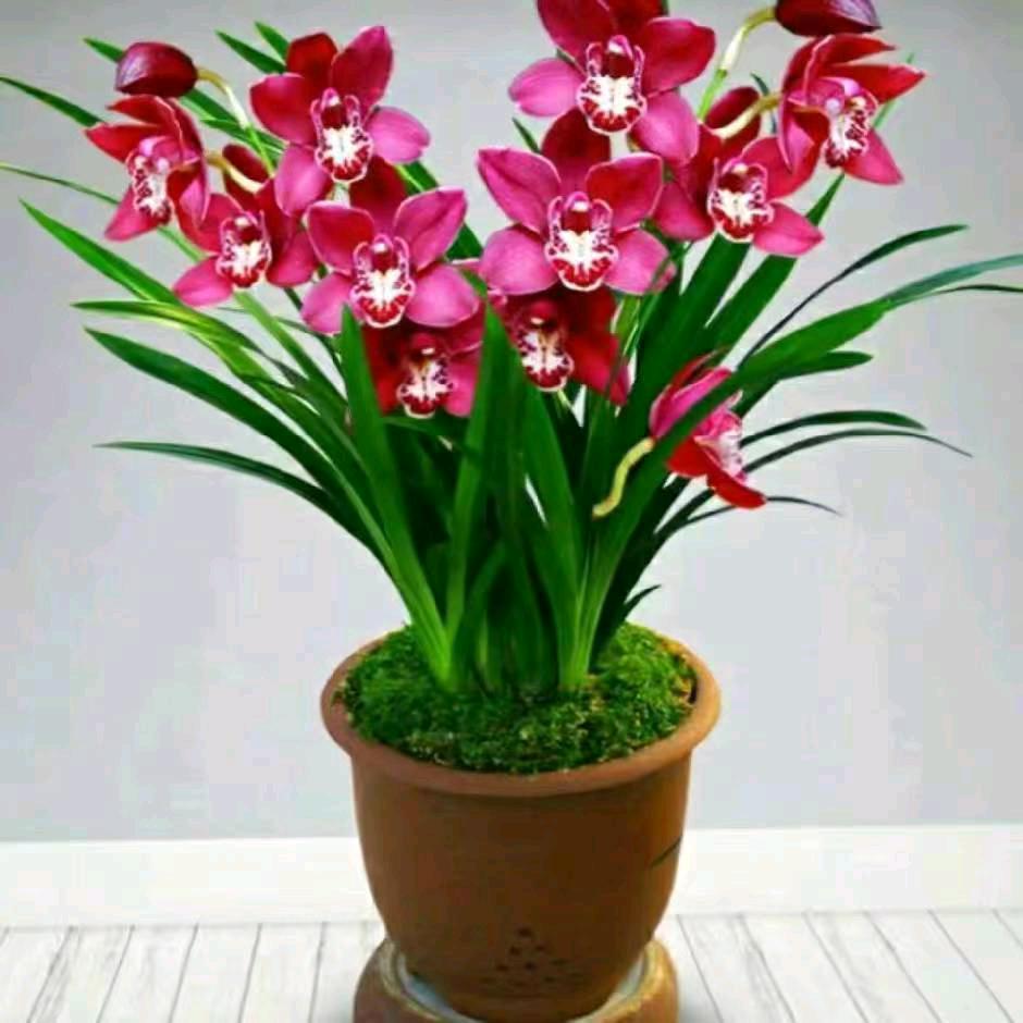 幸福一生🌹