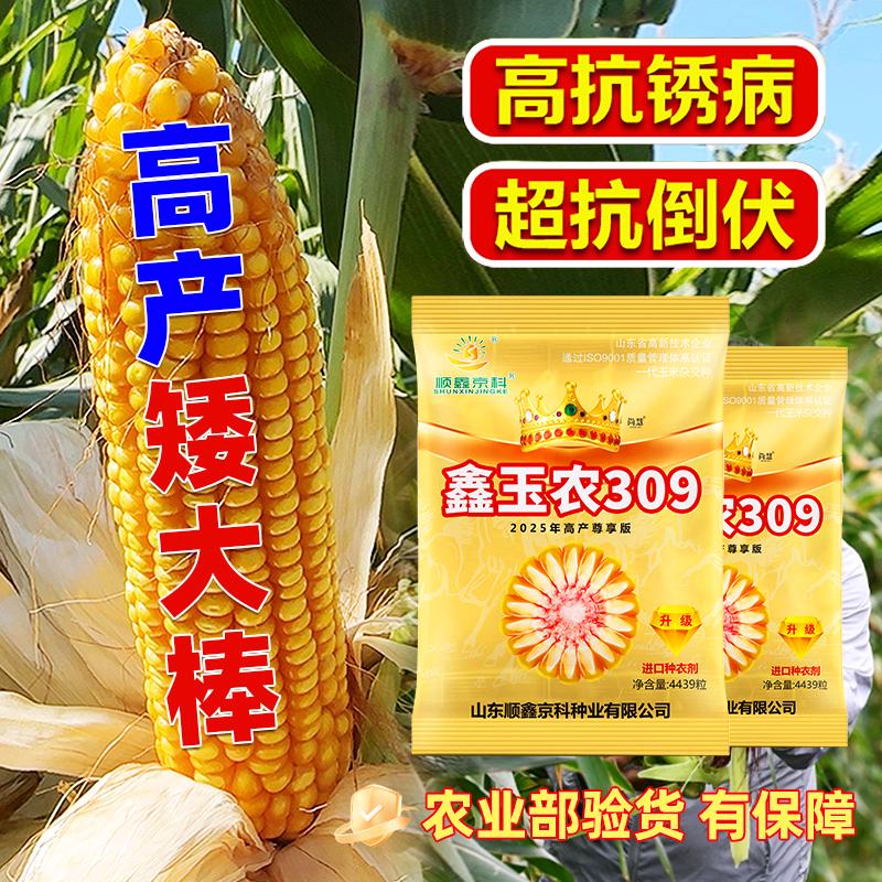 北京农科院懒汉玉米