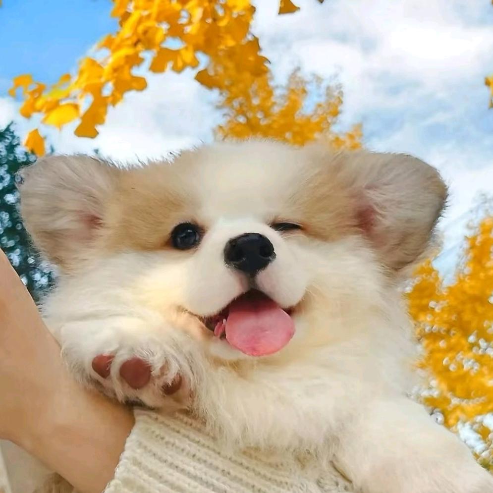 小唐爱养狗