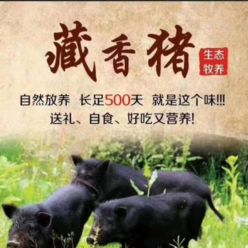 藏香猪散养