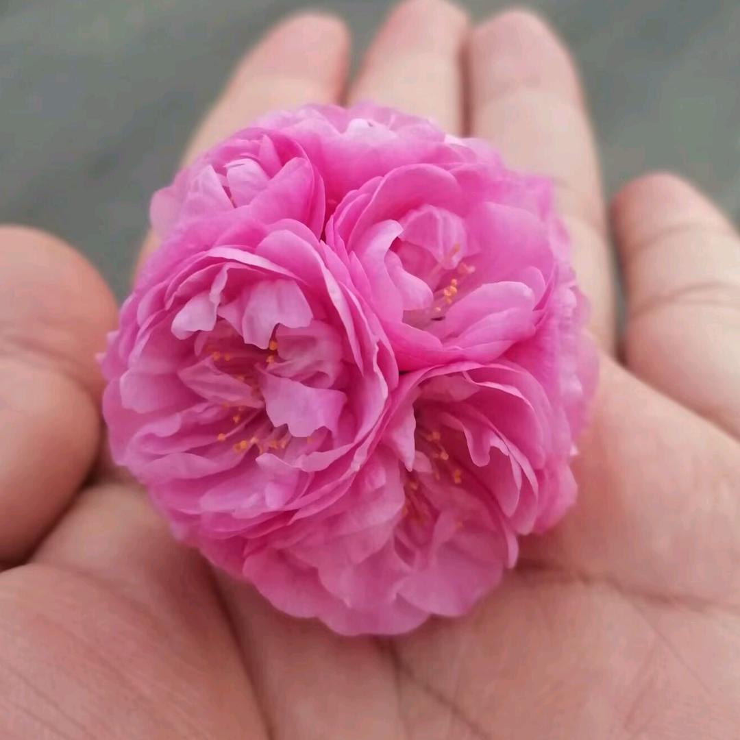 积善▪