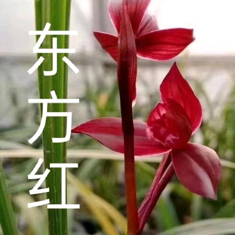 曼嘉林兰园…