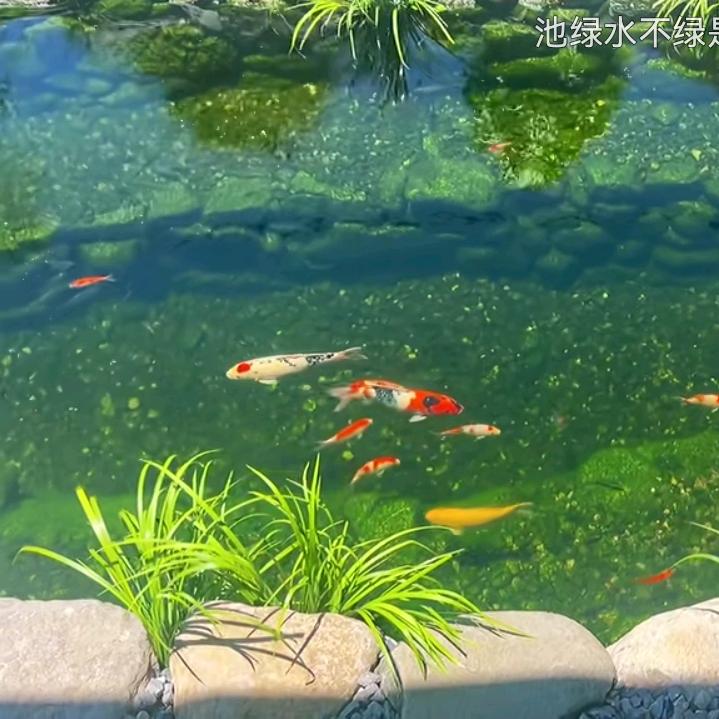 楚以北