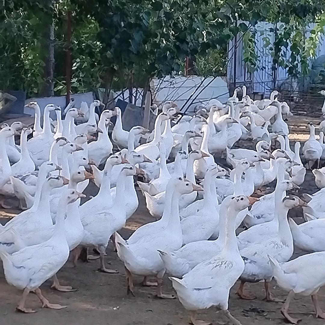 养鹅专业户