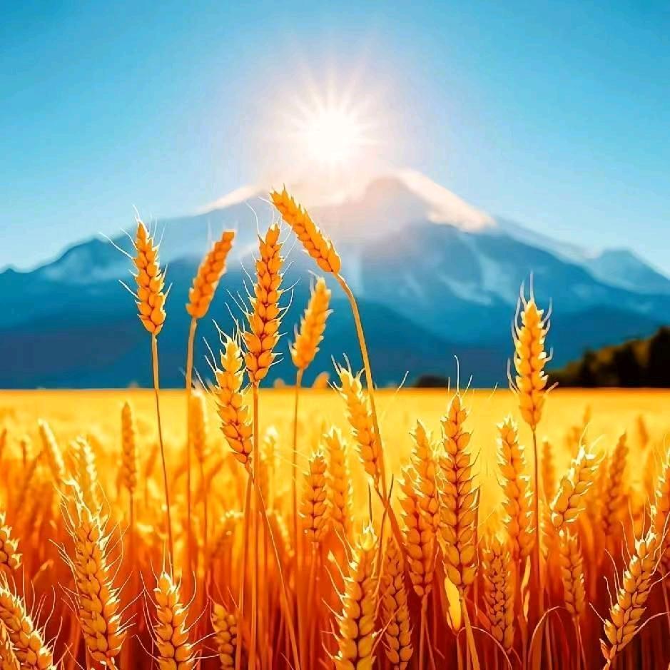 🌾🌾麦粒♬金黄🌾🌾🇨🇳