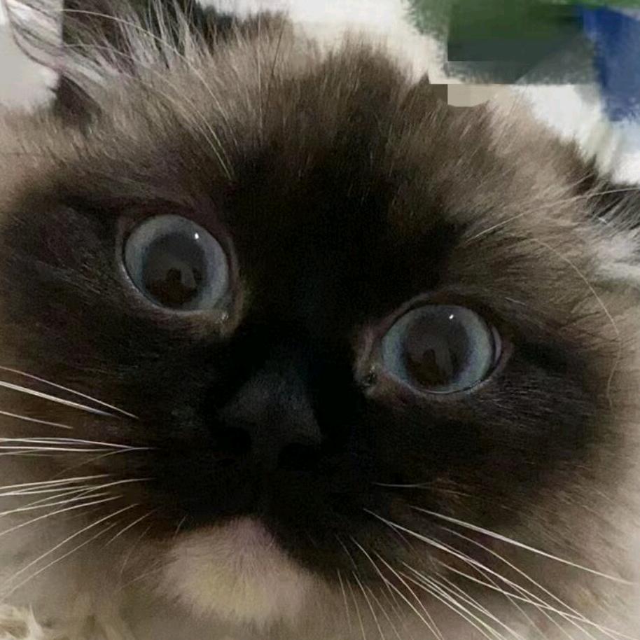 先吸一口猫