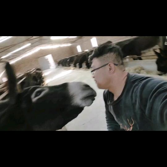 公驴小子