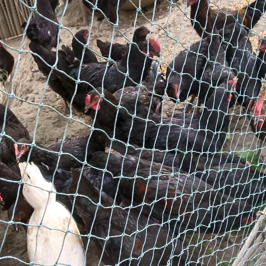 🇨🇳农村阿宝🇨🇳🐔