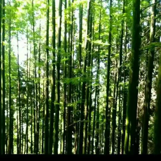 阿永小哥哥