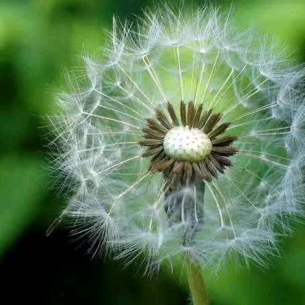 平原德百仙妮特